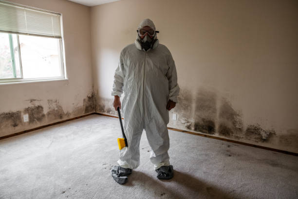 Reliable Leawood, KS Mold Removal Solutions